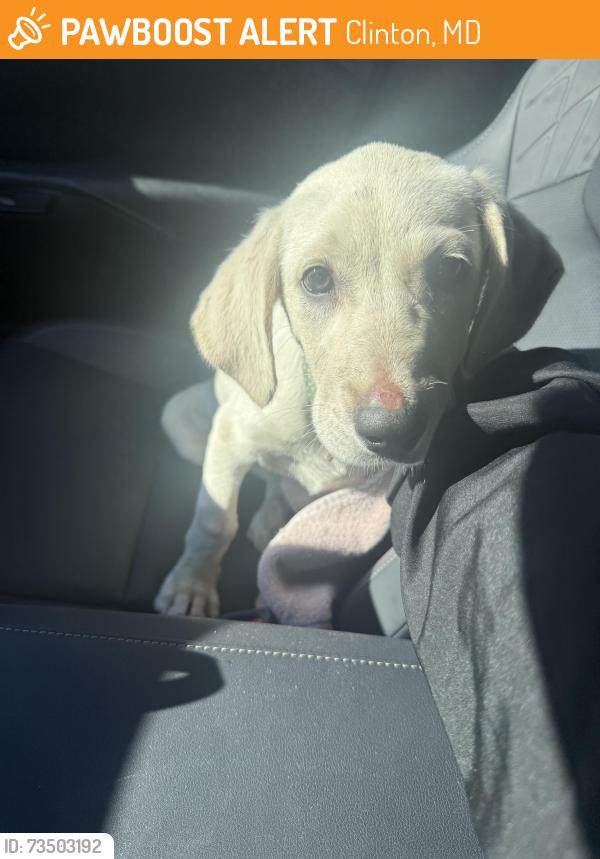 Found/Stray Female Dog last seen Woodyward Road, Clinton, MD 20735