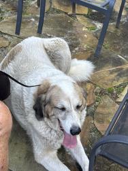 Found/Stray Unknown Dog last seen Live oak and East Lee, Taylors, SC 29687