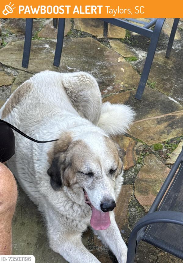 Found/Stray Unknown Dog last seen Live oak and East Lee, Taylors, SC 29687