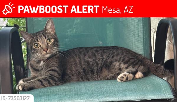 Lost Male Cat last seen Near Stapley, Mesa, AZ 85204