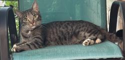 Lost Male Cat last seen Near Stapley, Mesa, AZ 85204