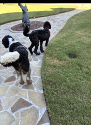Reunited Unknown Dog last seen Clark’s bridge rd, Hall County, GA 30506