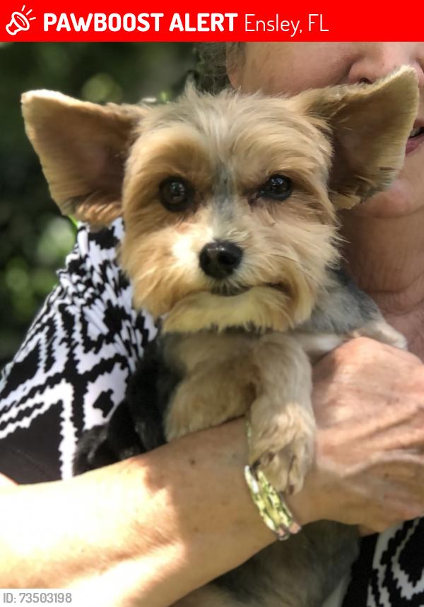 Lost Male Dog last seen 10 Mile Rd, Ensley, FL 32534