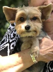 Lost Male Dog last seen 10 Mile Rd, Ensley, FL 32534
