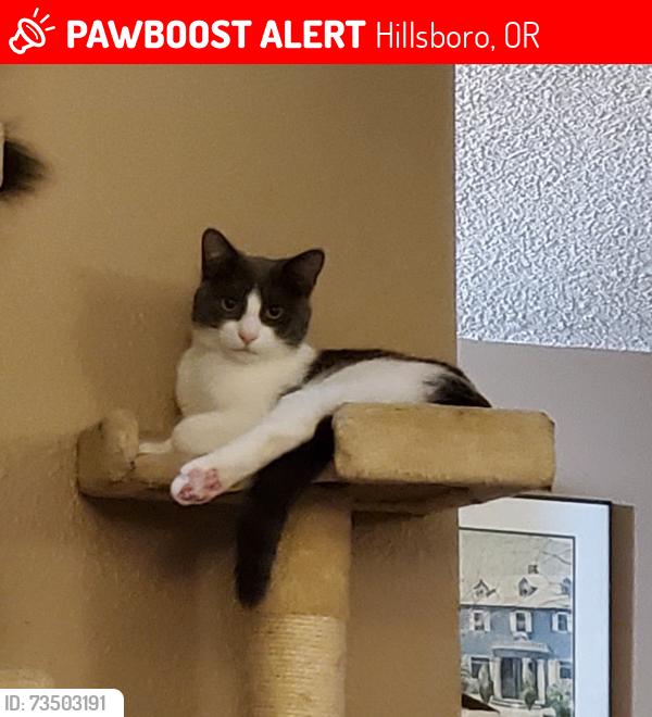 Lost Male Cat last seen Above wetland off TV Hwy., Hillsboro, OR 97123