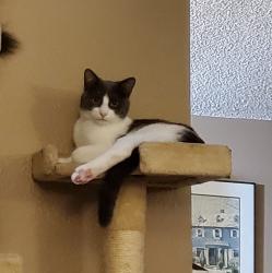 Lost Male Cat last seen Above wetland off TV Hwy., Hillsboro, OR 97123