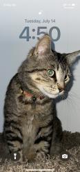 Reunited Male Cat last seen MacArthur Blvd, Oakland, CA, USA, Oakland, CA 94619