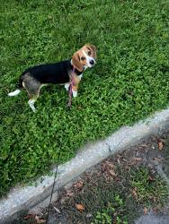 Reunited Female Dog last seen Skate Road and Merrimac in Lakeshore ests Subdivision off Timberlane and Meridian, Tallahassee, FL 32312