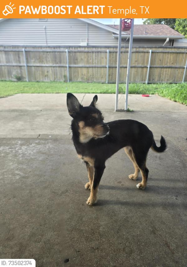 Found/Stray Female Dog last seen Paseo Del Oro &Calle Olmo, Temple, TX 76502