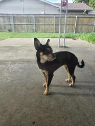 Found/Stray Female Dog last seen Paseo Del Oro &Calle Olmo, Temple, TX 76502