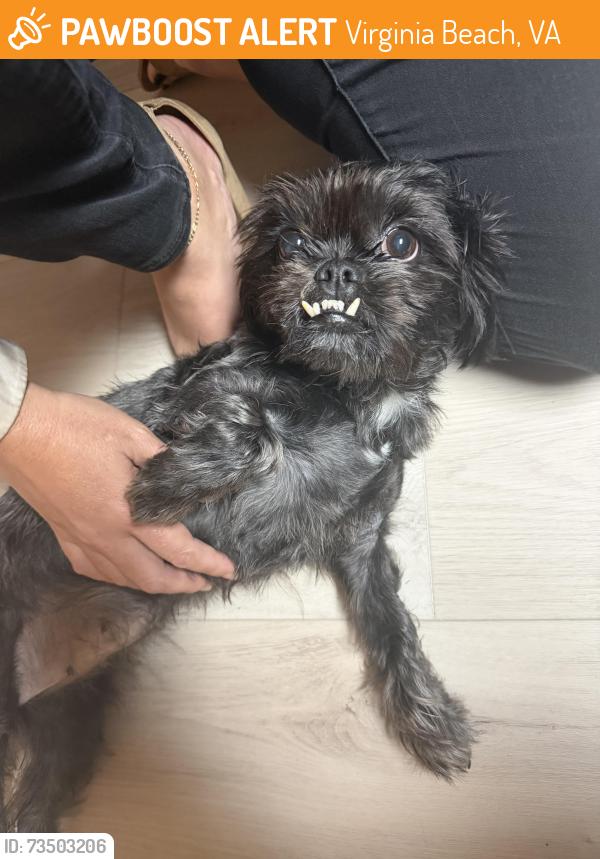 Found/Stray Unknown Dog last seen Between Ruddy Oak Court and Green Cedar Lane, Virginia Beach, VA 23453