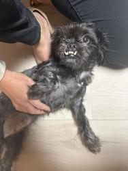 Found/Stray Unknown Dog last seen Between Ruddy Oak Court and Green Cedar Lane, Virginia Beach, VA 23453