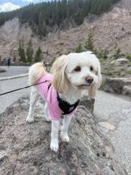 Reunited Female Dog last seen Near s Richfield st Aurora 80013, Aurora, CO 80013