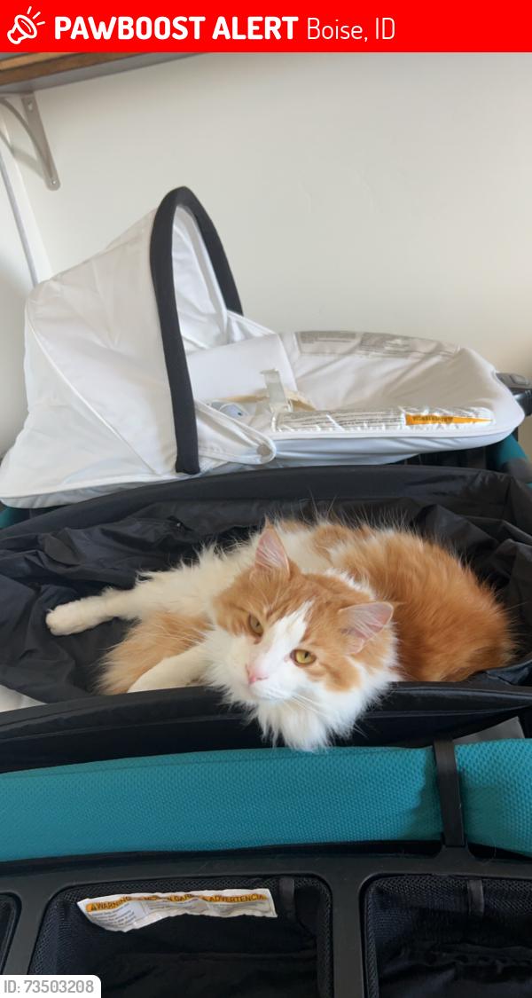 Lost Male Cat last seen Lichen and suprise way., Boise, ID 83716