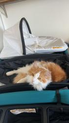 Lost Male Cat last seen Lichen and suprise way., Boise, ID 83716