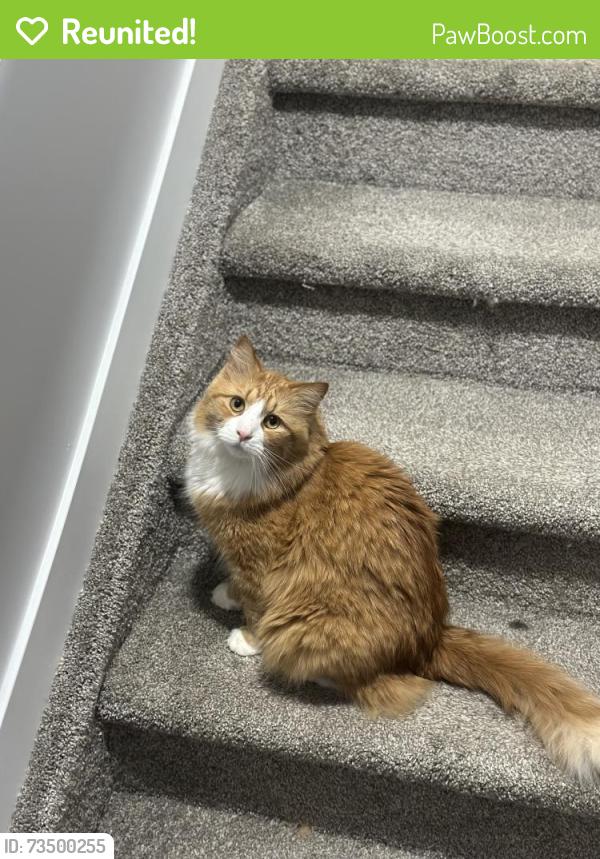 Reunited Male Cat last seen Near Jarvis Crescent, Edmonton, AB T6L 6S4