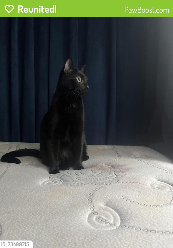Reunited Male Cat last seen Across Mellow bar on Sullivan St. joining Prince St., New York, NY 10012