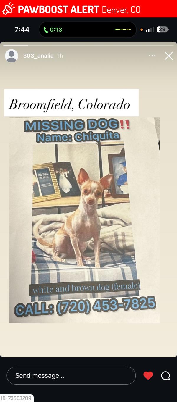 Lost Female Dog last seen zuni street, Denver, CO 80234