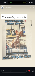 Lost Female Dog last seen zuni street, Denver, CO 80234