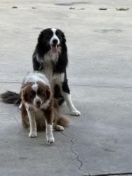 Reunited Female Dog last seen Regeant and Lilac, Santa Ana, CA 92704