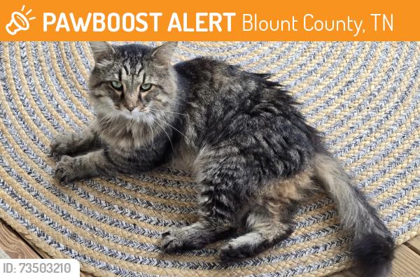 Found/Stray Male Cat last seen Springview Road, Blount County, TN 37801