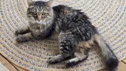 Found/Stray Male Cat last seen Springview Road, Blount County, TN 37801