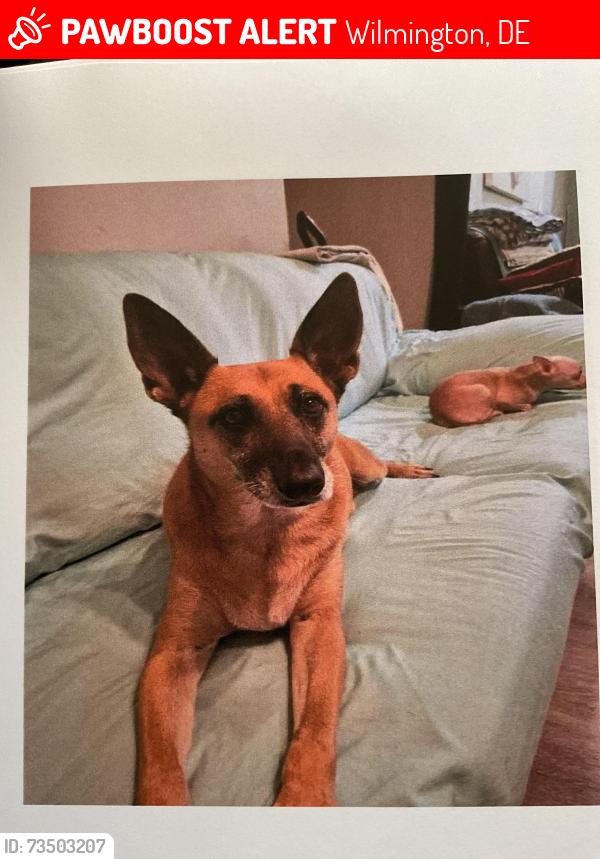 Lost Female Dog last seen 3rd st, Wilmington, DE 19805