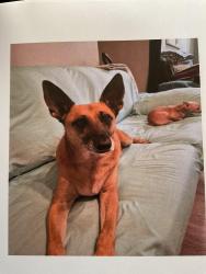 Lost Female Dog last seen 3rd st, Wilmington, DE 19805