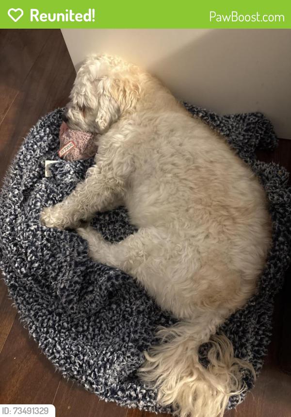 Reunited Male Dog last seen Colorado blvd and 108th Ave, Thornton, CO 80241