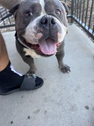 Reunited Male Dog last seen Near Cathay St, Denver, CO 80249, USA, Denver, CO 80249