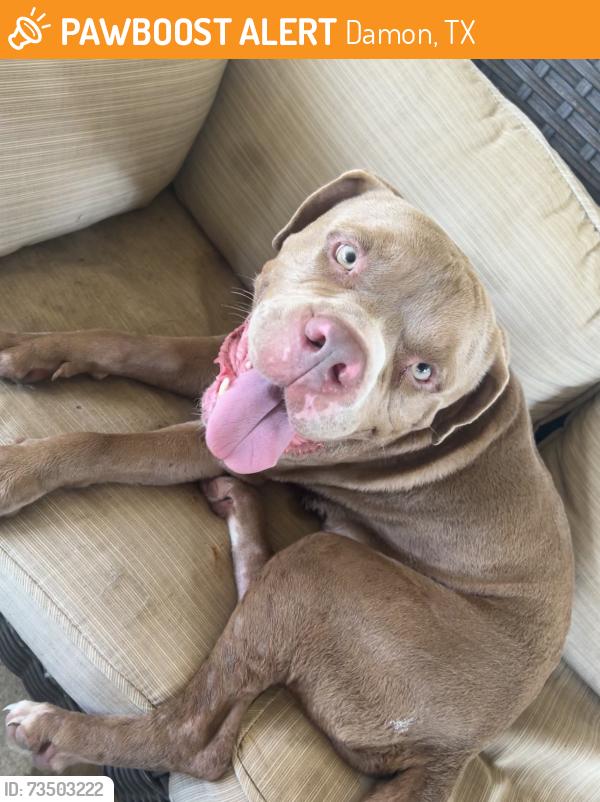 Found/Stray Male Dog last seen County Road 13, Damon tx, Damon, TX 77430