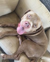 Found/Stray Male Dog last seen County Road 13, Damon tx, Damon, TX 77430