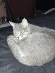 Lost Male Cat last seen Near Elliot ave S, Minneapolis, MN 55407