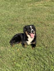 Found/Stray Female Dog last seen Bristol TN, Bristol, TN 37620