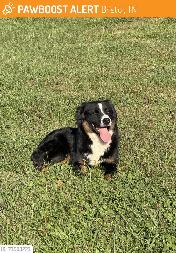 Found/Stray Female Dog last seen Bristol TN, Bristol, TN 37620