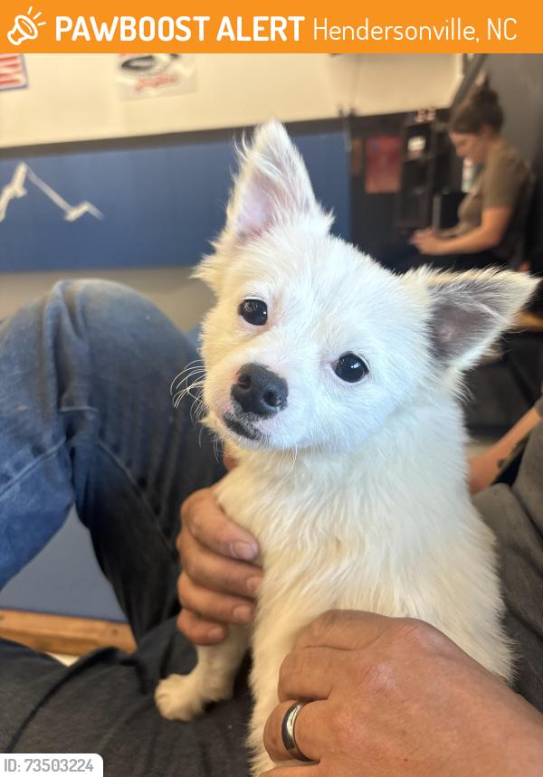Found/Stray Male Dog last seen Howard Gap, Hendersonville, NC 28792