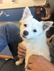 Found/Stray Male Dog last seen Howard Gap, Hendersonville, NC 28792