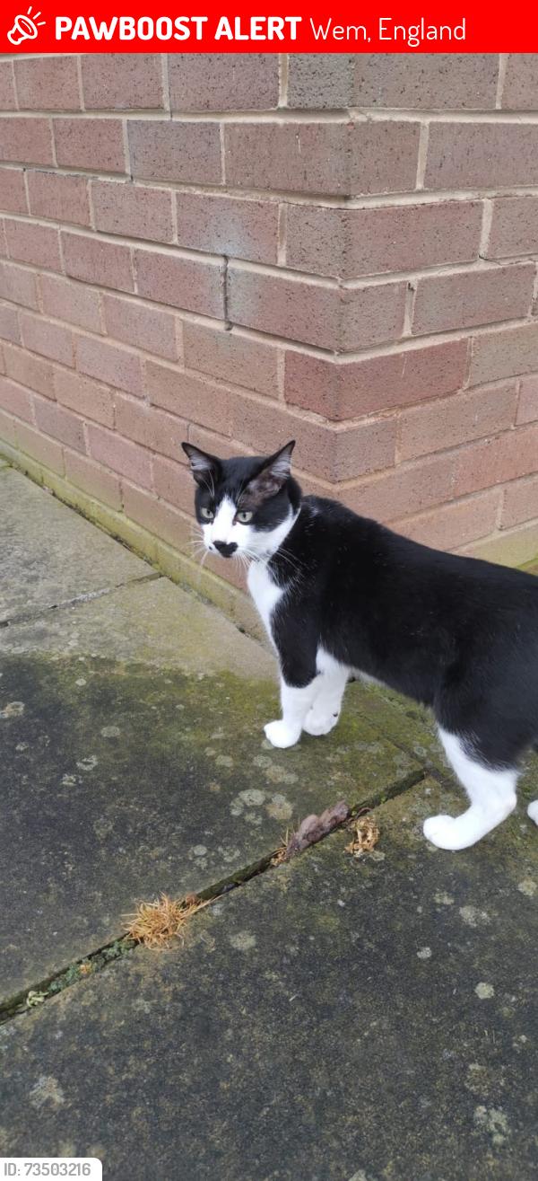 Lost Male Cat last seen Wem Urban, Wem, England 