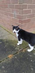 Lost Male Cat last seen Wem Urban, Wem, England 