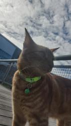 Found/Stray Unknown Cat last seen Baker Middle School, Tacoma, WA 98408