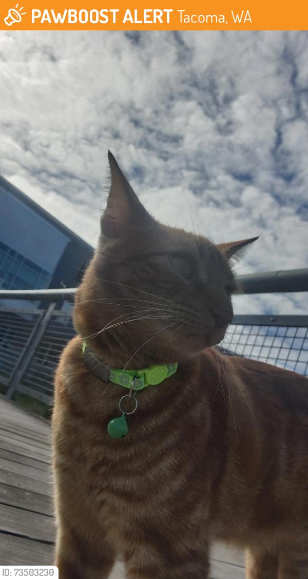 Found/Stray Unknown Cat last seen Baker Middle School, Tacoma, WA 98408