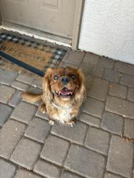 Found/Stray Male Dog last seen West Missouri and 76th Dr., Glendale, AZ 85303