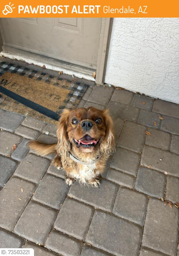 Found/Stray Male Dog last seen West Missouri and 76th Dr., Glendale, AZ 85303