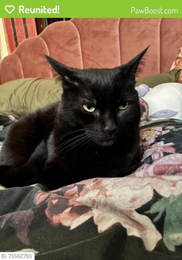 Reunited Female Cat last seen govan road, Glasgow City, Scotland G51 3EA