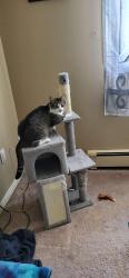 Lost Male Cat last seen EMERY Street West, London, ON N6J 4E8
