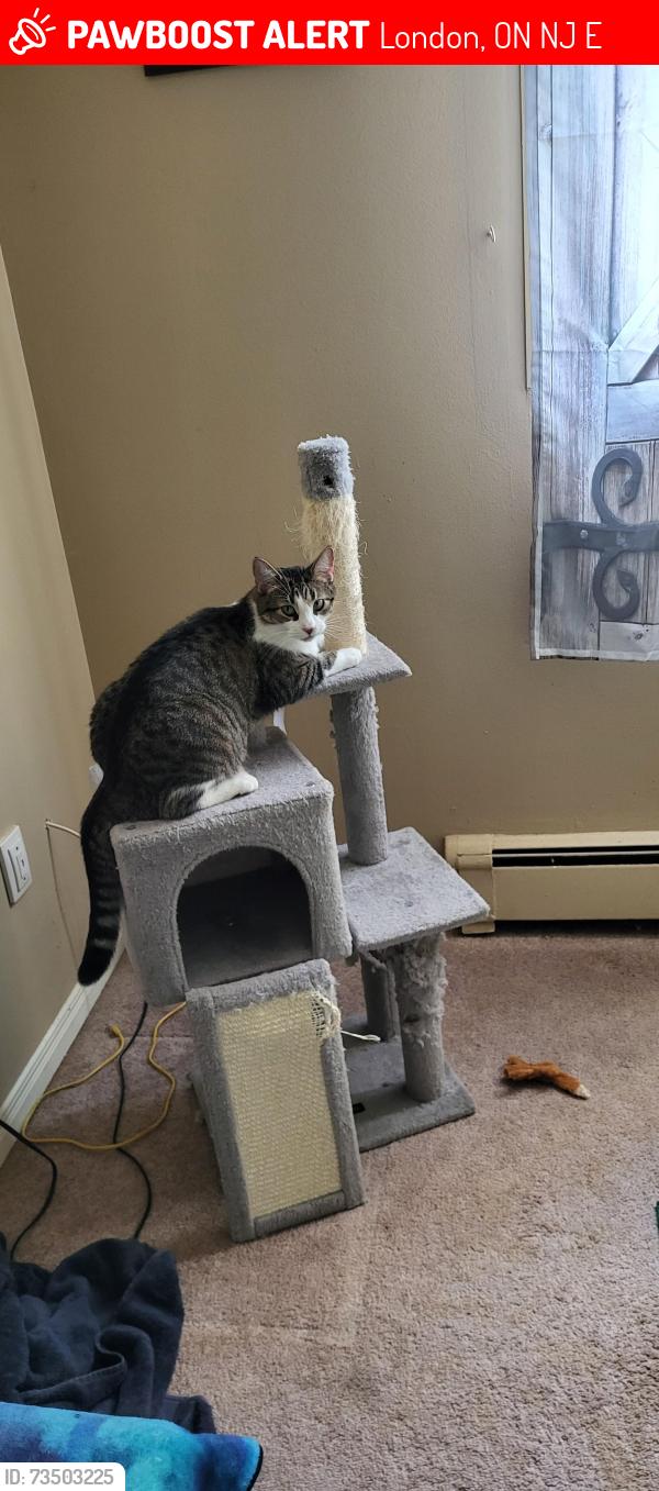 Lost Male Cat last seen EMERY Street West, London, ON N6J 4E8