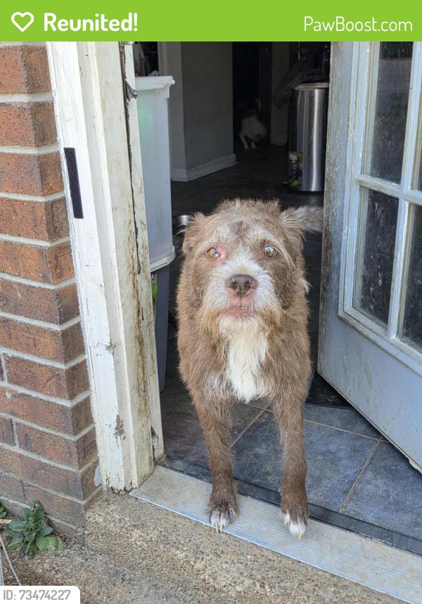 Reunited Male Dog last seen Dexter lane, Memphis, TN 38016
