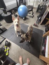 Found/Stray Unknown Dog last seen Hildegarde Dr NE, Albuquerque, NM 87109
