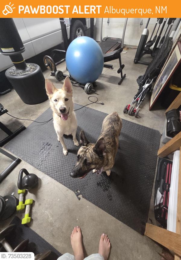 Found/Stray Unknown Dog last seen Hildegarde Dr NE, Albuquerque, NM 87109