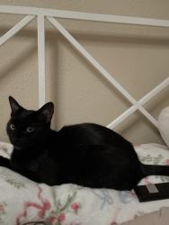 Lost Female Cat last seen Near hayes ave, Murrieta, CA 92562